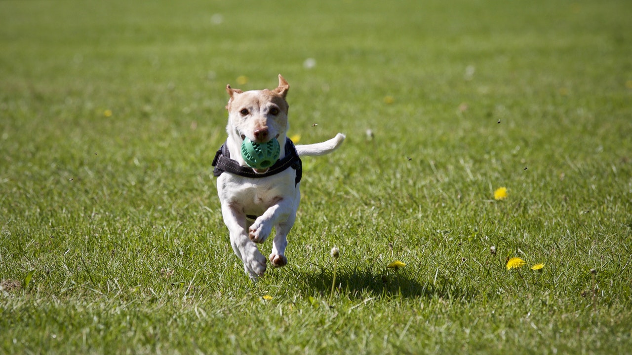 Hund springer på gräsmatta