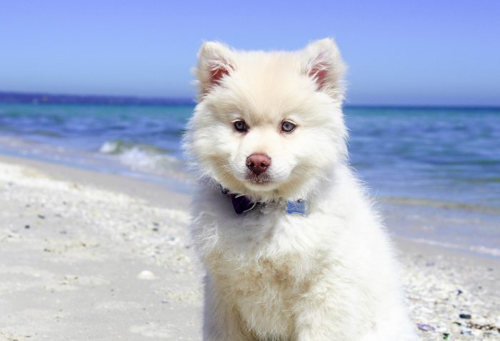Vit hund på strand